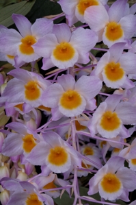 Dendrobium amabile Huntington's Cotton Candy AM/AOS 80 pts.